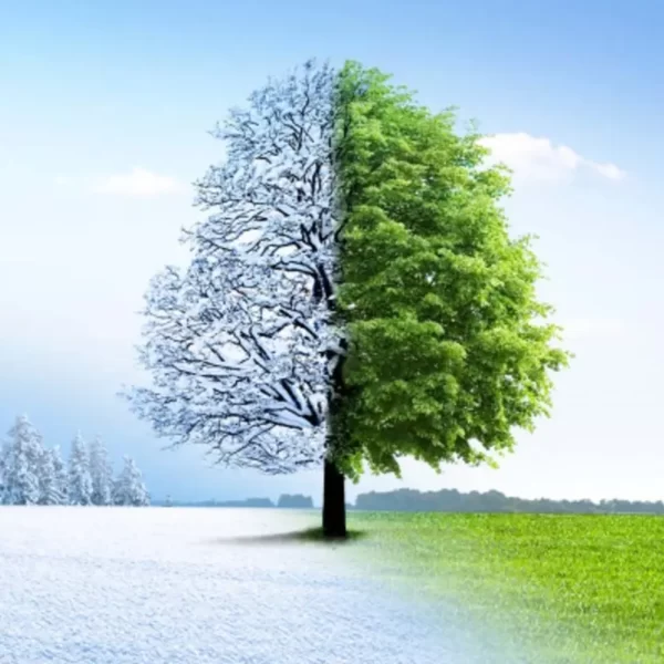 árbol, cambio, cambiar